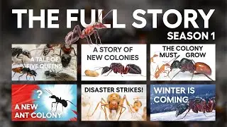 The Story of the Ants (FULL SEASON 1) Episodes 1-6