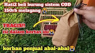 KETIPU SAMA PENJUAL BURUNG ABAL-ABAL 150ribu MELAYANG😭