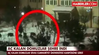 Aç Kalan Domuz Sürüsü Üniversite Kampüsüne İndi