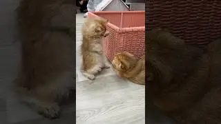 Достала кота!