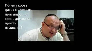 Почему кровь диких животных присыпают, кровь домашних - выливают? Недельная глава Рээ