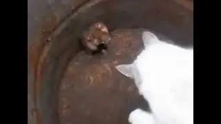 хомяк втащил коту