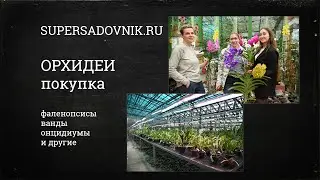 Покупка орхидеи: какую выбрать и как правильно ухаживать?