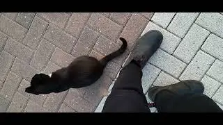 КОТ ОБМАНУЛ И ЕГО ОБМАНУЛИ