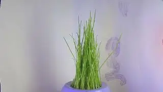 Ждем весну