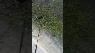 Выгул собачки 🤣