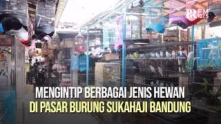 Mengintip Berbagai Macam Satwa di Pasar Burung Sukahaji Bandung