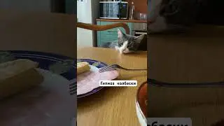 #кот #сколбаской