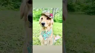 Over the river and through the woods, golden retriever #goldenretriever #hiking #dogmodel #dogmom