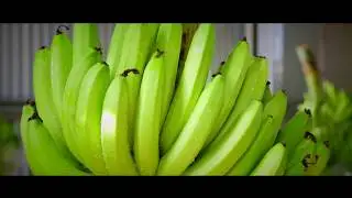 Freshmax: Passionate about Bananas