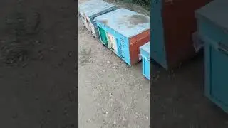 Tozza Asal bor ona arila xam sotiladi