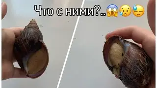 Что случилось с улитками???/Улитки впали в спячку???😱😥🤗(Улитки Буся и Кнопа)