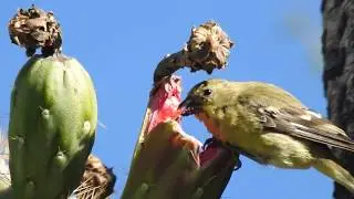 drunk birds