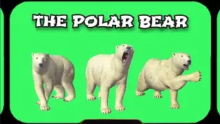 POLAR BEAR Video Green Screen. FOOTAGE ANIMATION on a green screen.