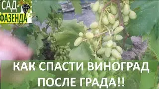 Что нужно делать с виноградом после града