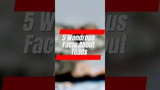 Amphibian Wonders: Exploring the Fascinating World of Toads #shorts #toad #animals #facts #newvideo