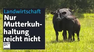 Ein Kalb pro Jahr: Wie können Bauern von der Mutterkuhhaltung leben? | Abendschau | BR24