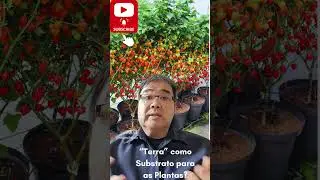 "Terra"como substratos para plantas? Prof.Roberto Takane