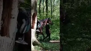прогулка в лесу