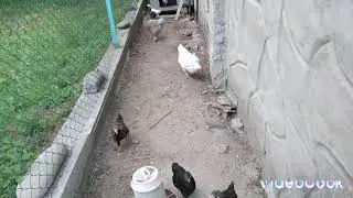 Свинки і пітятка