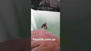 Наживка на карася
