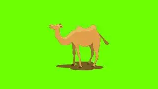 Green Screen Animated camel