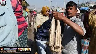 মাছ কত প্রকার কি কি ? জানতে চলে আসুন চট্টগ্রামের ফিশারীঘাট। মাছের আড়ত। Macher Bazar। N PLUS TV