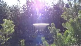 Kalancha forest (Obolon district)