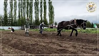 Обычные деревенские будни Уральского Фермера | Сезонные работы
