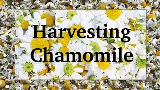 Harvesting and Drying Chamomile