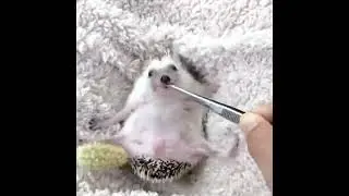 Cute baby animals Videos Compilation cute moment of the animals   Cutest Animals