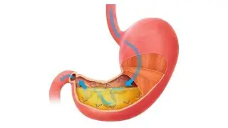FUNCTIONS OF THE STOMACH IN CHINESE MEDICINE