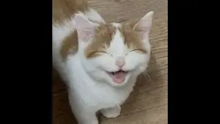 The Ultimate Cat Reaction Compilation P1  |🐾 Meet the Cutest Cat Ever! 😻 | Funny & Adorable Moments