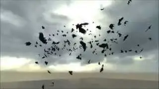 test: Birds
