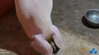 ANJING !!! (18+)
