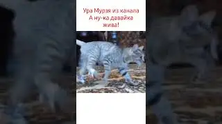 Мурзя... 
