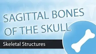 Bones of the Skull- Sagittal