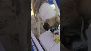 🐶