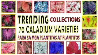 70 TRENDING CALADIUM PLANT VARIETIES WITH IDENTIFICATION.