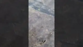 Fıkralar