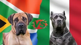 Cane Corso vs Boerboel :Which breed will win?