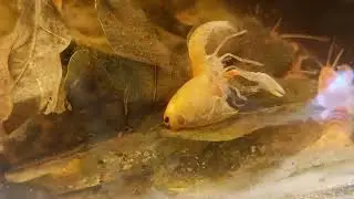 Линька рака.Яббі Вулкан.Yabbi Volcano.#акваріумістика #aquarium #охтирка