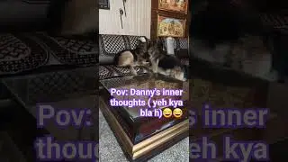 subscribe for more🐶😊.#viral #youtubeshorts #doglover #dog #cute #trending #viralshorts #petlovers