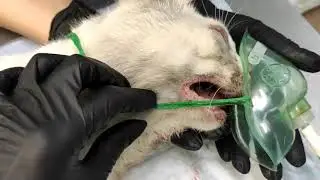 у кота выдрали все зубы