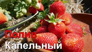 Капельный Полив Своими Руками.