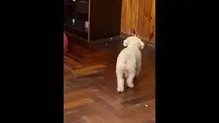 НЕПОСЛУШНАЯ ЛИЛУ 