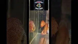 ЛУЧШИЕ ДИСКУСЫ ДЛЯ САМАРЫ!  👍