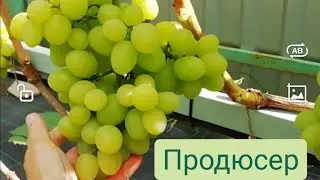Продюсер 18 августа 2021г.