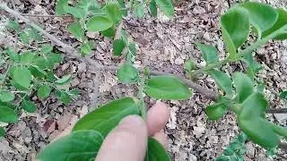 Хурма в теплиці, на сьогодні.