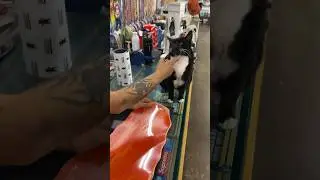 Support your local skate shop 🐈‍⬛🛹 #skateboard #griptape #asmr #cat